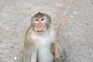 singe attendre à manger de touristes photo