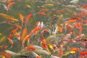 Japon koi poisson ou fantaisie carpe nager dans une noir étang poisson étang. populaire animaux domestiques pour relaxation et feng shui signification. populaire animaux domestiques parmi personnes. photo