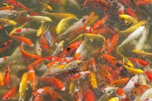 Japon koi poisson ou fantaisie carpe nager dans une noir étang poisson étang. populaire animaux domestiques pour relaxation et feng shui signification. populaire animaux domestiques parmi personnes. photo