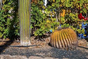 épineux cactus et luxuriant les plantes croissance sur terre dans jardin photo