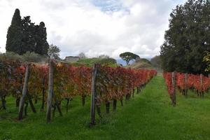 vignobles en chutes photo