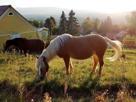 chevaux paissant dans des pâturages en autriche éclairés par le soleil couchant. photo