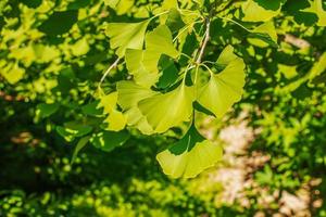 feuilles vertes fraîches de ginkgo biloba. fond de texture de feuillage naturel. branches d'un ginkgo dans le jardin botanique de nitra en slovaquie. photo