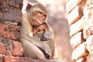 mère singe étreinte bébé photo