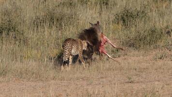 les guépards mâles étaient à la recherche d'une femelle guépard, la ruée vers les guépards photo