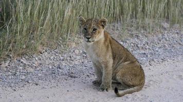 Jeune lion mâle avec, désert du Kalahari, parc transfrontalier de kgalagadi, afrique du sud photo