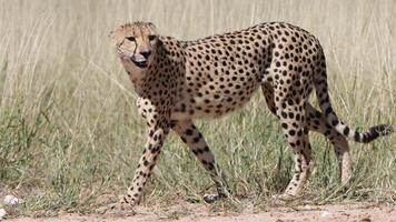 Guépard Acinonyx jubatus, gros plan d'un guépard Acinonyx jubatus sur un arrière-plan flou photo