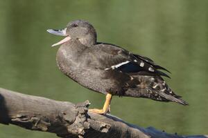 canard noir se tient à côté d'un étang ou d'un lac, les canards paissent sur le terrain photo