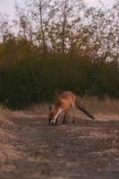 curieuse rouge fourrure bébé renard dans le les bois photo