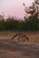 curieuse rouge fourrure bébé renard dans le les bois photo