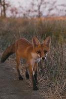 curieuse rouge fourrure bébé renard dans le les bois photo