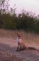 curieuse rouge fourrure bébé renard dans le les bois photo