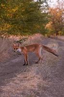 curieuse rouge fourrure bébé renard dans le les bois photo