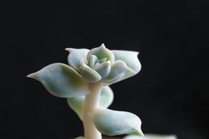 fermer coup de une Jeune succulent plante isolé sur une foncé Contexte photo