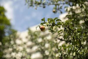 mûr Pomme sur un Pomme bifurquer, général planifier. l'automne dans Russie, une marcher autour le ville. ensoleillé journée. photo