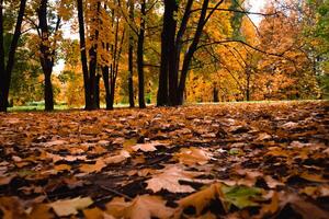 automne doré dans le parc de la ville photo