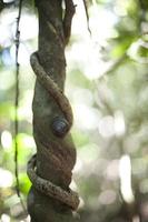 escargot sur le tronc de une tropical arbre enlacé avec une rampant vigne contre une haute clé forêt Contexte photo