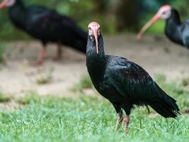 portrait d'ibis chauve photo