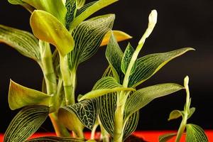 feuilles de plante sur fond noir photo