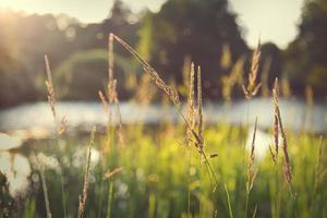 Fond naturel de roseaux verts contre l'eau gazeuse photo