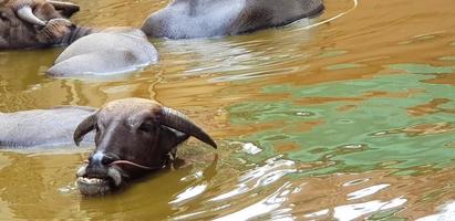 beaucoup de vaches ou de buffles nageant dans un lac ou une rivière avec un espace de copie à droite. vie sauvage, animal, beauté de la nature et concept de temps de détente photo