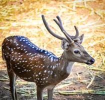 Jeune Pointé cerf dans le faune sanctuaire autre des noms cheetal - axe cerf photo