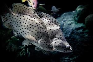 barramundi la morue groupeur poisson nager Marin la vie sous-marin océan - poisson à bosse groupeur photo