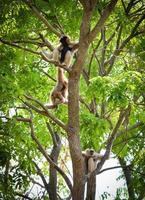 hoolock gibbon blanc et noir remis gibbon sur arbre forêt photo