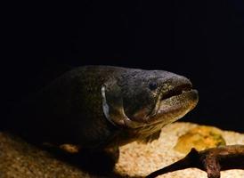 Loup poisson nager Marin la vie sous-marin hoplias malabaricus poisson photo