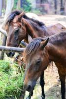 ferme les chevaux pâturage herbe dans stable photo