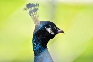 paon portrait proche en haut tête paon en marchant sur vert herbe dans ferme - paon oiseau photo