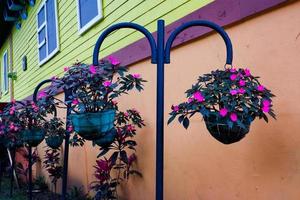 sélectif concentrer de fleurs dans des pots cette sont utilisé comme une décoration de le clôture. photo