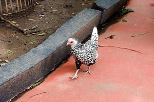 sélectif concentrer de sebright poulets sur le rue. photo