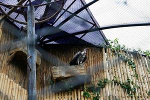 sélectif concentrer de à tête blanche vautour perché sur ses cage. photo