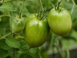 gros vert tomate des fruits sur une bifurquer, vert Contexte photo