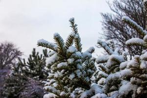 vert branches et feuilles de taxus baccata if couvert avec neige dans hiver saison. photo