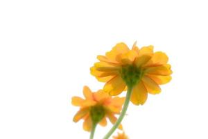 fermer Orange cosmos fleurs douces concentrer photo