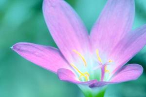 fermer rose fleur avec flou fond, zéphyranthes grandiflora photo