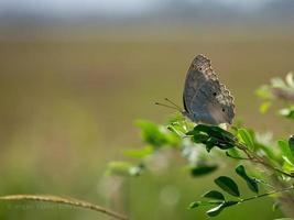 photo de une papillon perché sur une sauvage plante avec une flou Contexte en plein air
