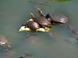 proche en haut Trois 3 doux égrené longue cou tortues se percher sur le même Roche dans le Naturel étang avec autre tortues dans le l'eau photo