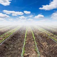 Jeune blé champ et bleu ciel avec goutte irrigation photo