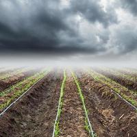 blé champ avec orage des nuages photo