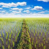 champ paddy riz avec blanc des nuages bleu ciel photo