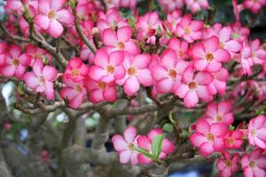 fleurs roses sur un buisson photo