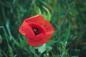 Fleur de pavot rouge dans un champ d'herbes hautes photo