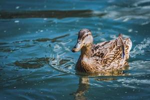 Canard colvert nageant dans un lac photo