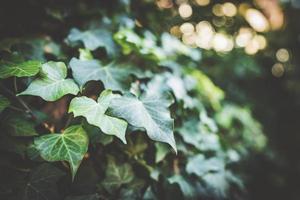 feuilles de lierre dans la lumière de l'après-midi photo