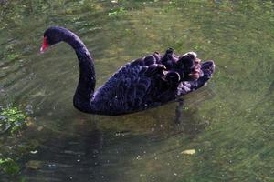 un gros plan d'un cygne noir photo