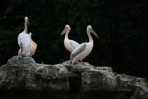 une vue de certains pélicans sur une Roche dans Londres photo