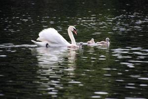 une vue d'un cygne muet à Londres photo